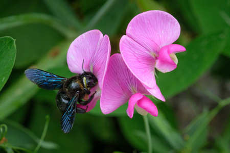 Blue carpenter bee (Xylocopa violacea) on pink flower close-up