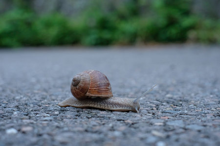 Snail (Helix pomatia) creeping close-up
