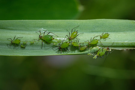 Green louses with little children insect close-up