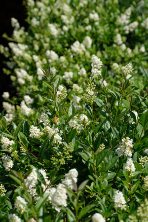 Privet hedge plant with white flower close-upの写真素材