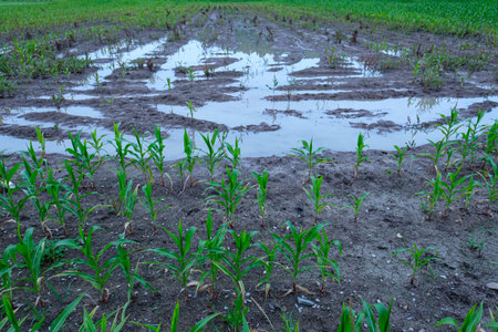 Flood in a field of corn after environmental disaster