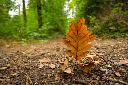 Oak leaf on forest soil close-upの写真素材