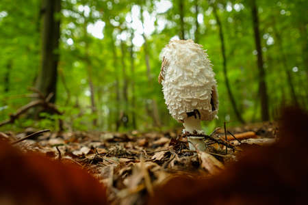 Shaggy ink cap (Coprinus comatus) mushroom in a forest close-upの写真素材