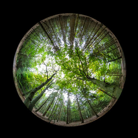 Fish-eye view forest trees reaching the sky sceneの写真素材
