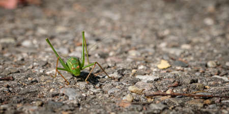 Green grasshopper insect close-upの写真素材