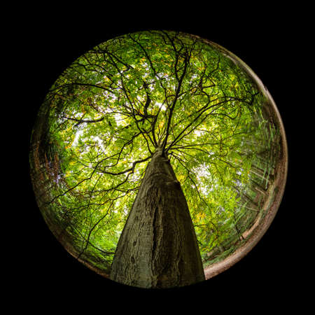 Beech tree trunk and branches with green foliage in fish-eye lens sceneの写真素材