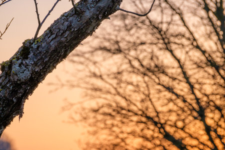 Branch with old bark of an apple tree plantの写真素材