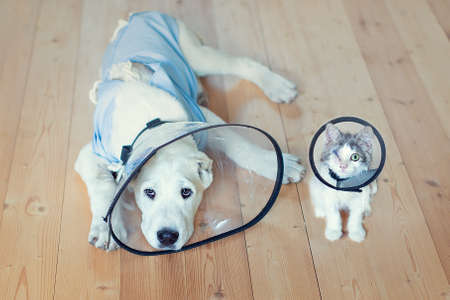 A puppy and a kitten are lying on the floor of a veterinary clinic in protective collars after surgery. Veterinary clinic.の写真素材