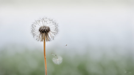 A dandelion's seeds are dispersed by the wind against an out-of-focus backdrop of light greenery and sky. The photo includes text at bottom right attributing it to a photographer nの素材