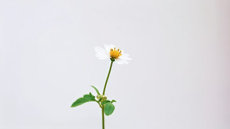 A singular white flower with thin petals and yellow center stands alone against a plain light backdrop, featuring green leaves near its base. In the background appears text partialの素材