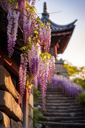 Colorful wisteria flowers hang by stone steps leading up to a pagoda-style building in an outdoor setting with warm sunlight.の素材
