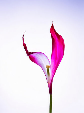 beautiful flowers in the spring gardenの素材