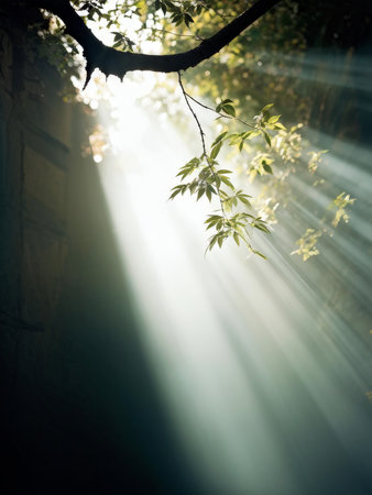 beautiful view of the forestの素材