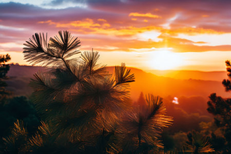 beautiful sunset in the forestの素材