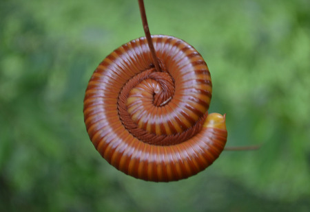 a millipede is involving round the branchの写真素材