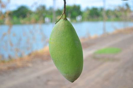 mango , pond rim is bearing fruitの写真素材