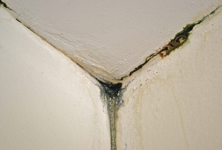 the moss goes up at bathroom cornerの写真素材