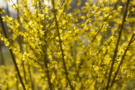 forsythia flowering bushの写真素材