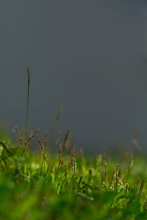 Little grass on the green sward back grayの写真素材