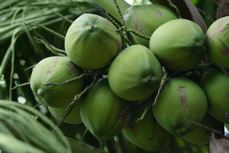Young coconut の写真素材