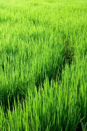 curves in rice fieldsの写真素材