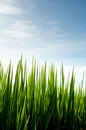 rice seedlings to the sky backgroundの写真素材