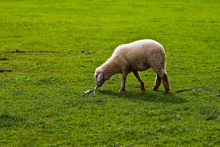 Sheep in Thailand farmの写真素材