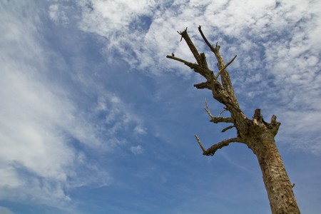 A Sky with dry.の写真素材