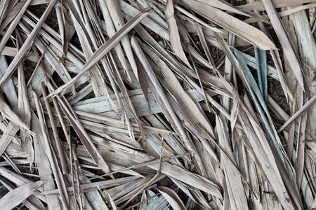 Bamboo leaves dry.の写真素材