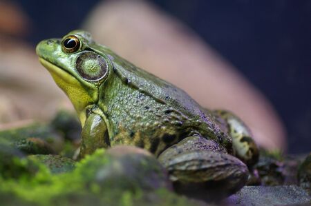 Closeup of a green bullfrog against a subdued neutral backgroundの写真素材