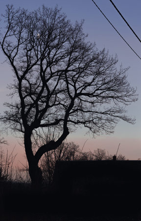 silhouette of a lonely tree standing near the house. It's after sunset and it's getting dark. The sky still plays with different colors. The branches of the tree grow mainly on one side of the tree.の写真素材