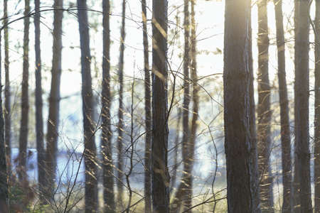 taken in the forest in clear sunny weather. The sun shines on the edge of the forest and illuminates the nearby trees. There are other small twigs around the tree trunks.の写真素材
