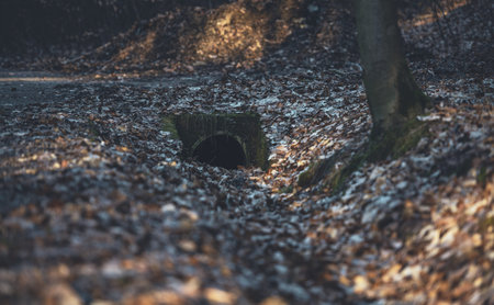 photographed dry canal in the forest, which is covered with leaves. It leads around the road....