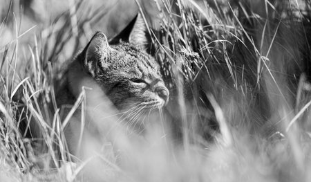 Black and white photo of a cat lying in the grass. The cat is warming in the sun, its ears pricked...
