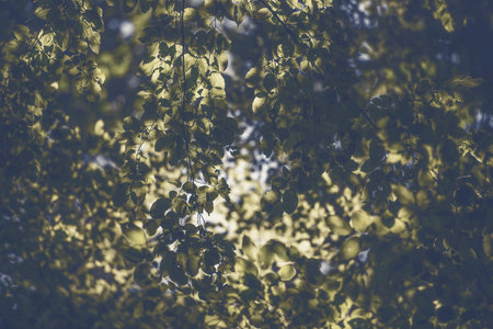 The photo shows the leaves that are in the crowns of the trees. It's a beautiful sunny day and the...