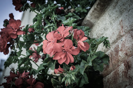 a lot of colorful flowers on the balcony