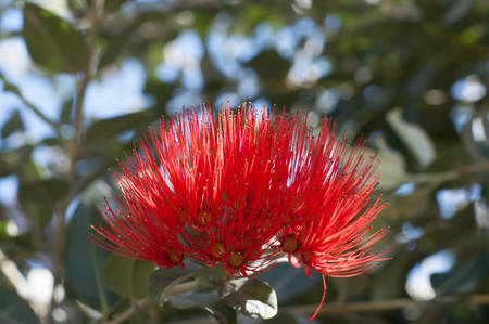 red tropical Pohutakawa flowerの写真素材
