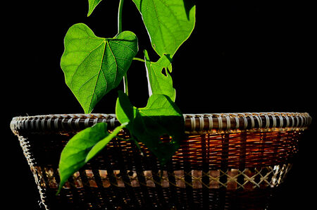 Leaf Basketの写真素材