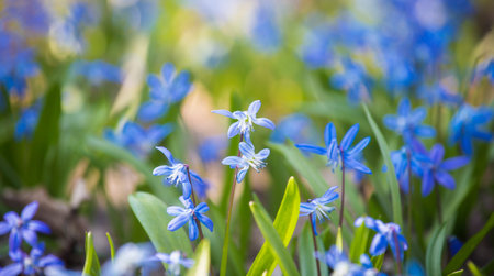 Close-up of tender flowers of blue spring scilla siberica on nature forest background, selective...