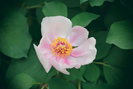 Bright pink Peony flower Paeonia obovata in dew or rain water drops in botanical garden close up....