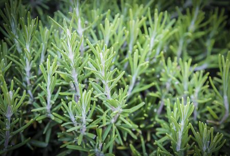Close Up Rosemary Herb. Fresh rosemary shrubs in garden.の写真素材