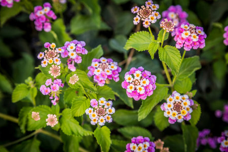 Umbelanterna Lantana camara, or big-sage, wild-sage, red-sage, white-sage, tickberry , and West...