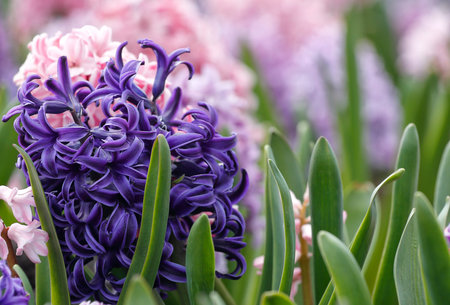 Large flower bed with multi-colored hyacinths, traditional easter flowers, flower background, easter...