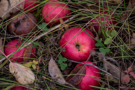rotten red wild apples in the grass on the ground