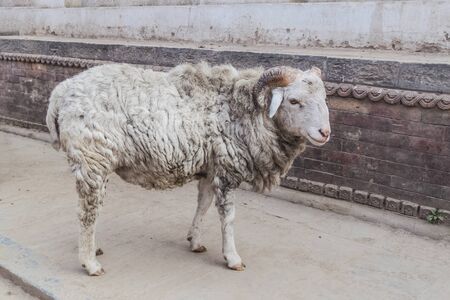Closeup of white dirty Sheep on the city street in Kathmandu, Nepalの写真素材