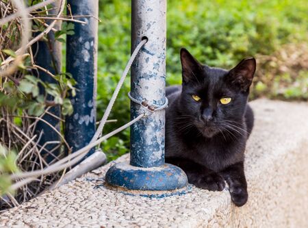 Closeup of a black cat in Israel, ? cutted ear piece means the cat is sterilizedの写真素材