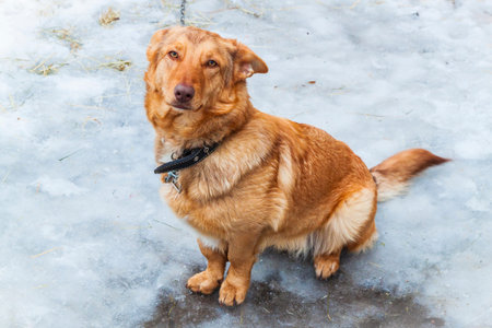 Chained orange rural dog sitting and watching in the yard of rural house in winter.