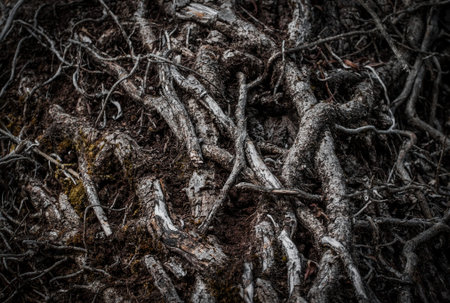 Intertwinedroots of a tree in a dark forest. Selective focus. Dark mystery magical background
