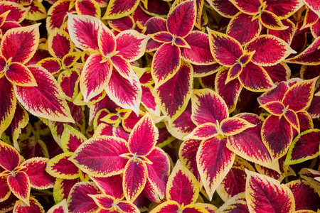 Red and yellow leaves of coleus  top view for background.