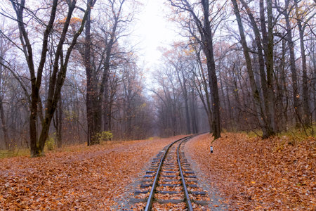 Railroad single track through the woods in autumn. Fall landscape .